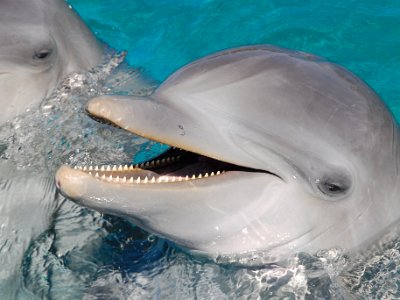 Anthony Key Resort Dolphin Experience